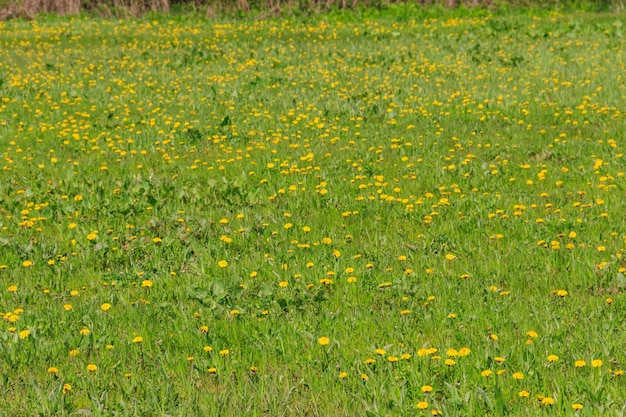 Prato verde ricoperto di denti di leone gialli in primavera