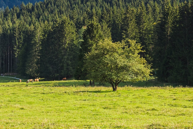 Prato verde vicino alla foresta