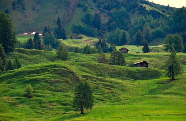 Prato verde