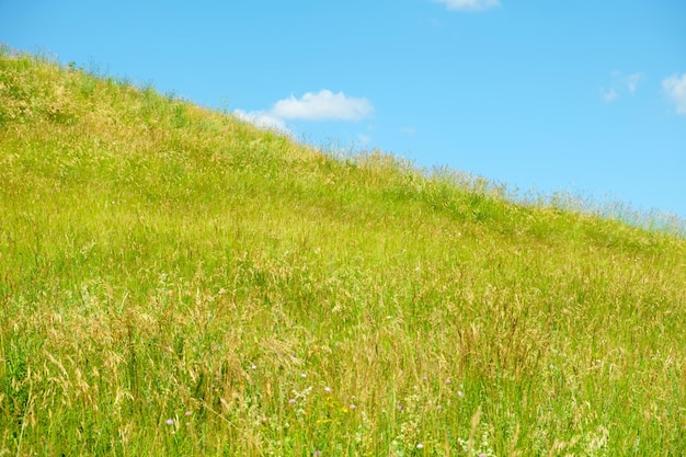 Prato vibrante con orecchio e cielo blu Campo di erba verde fresca e cielo luminoso con nuvole Orizzonte