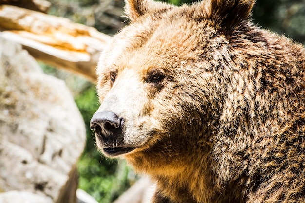 Predatore, bellissimo e peloso orso bruno, mammifero