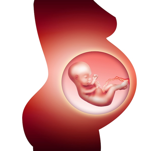 Pregnant woman and her fetus