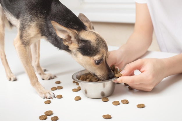 Prendersi cura di un cane Le mani femminili danno da mangiare al cucciolo