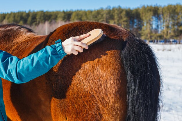 Prendersi cura di un cavallo Spazzolare con una spazzola per lanugine e polvere in inverno