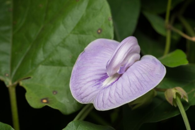 Prendi un primo piano di fiori viola.