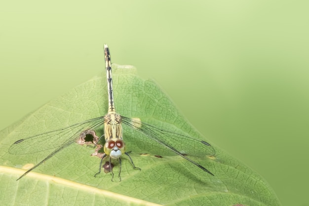 Prendi un primo piano di una libellula rossa