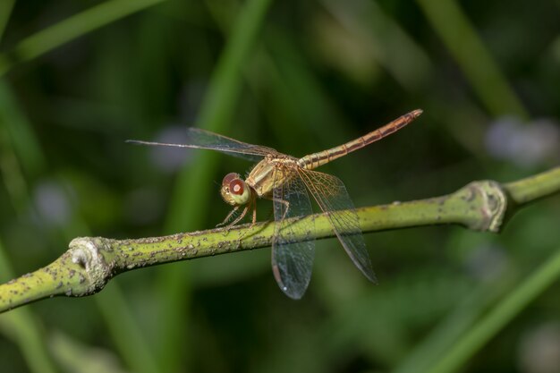 Prendi un primo piano di una libellula