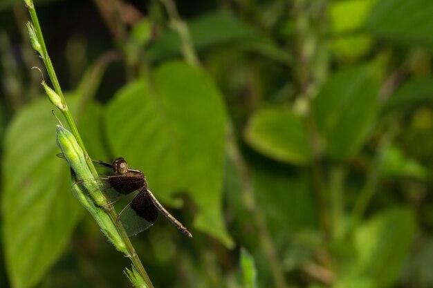 Prendi una breve libellula nera.