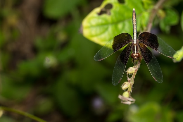 Prendi una breve libellula nera.