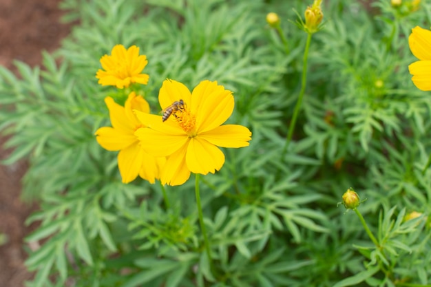 Prendi vicino ai fiori gialli.