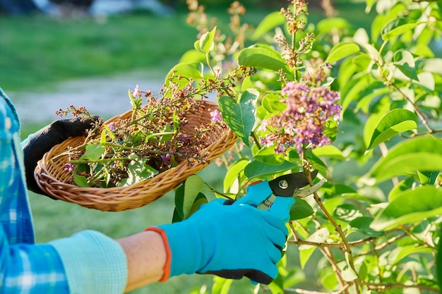 Prenditi cura delle mani della donna del cespuglio di lillà in guanti da giardinaggio con potatore che taglia fiori secchi