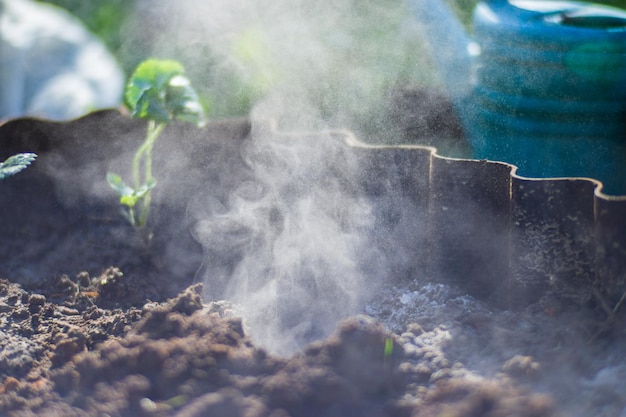 Preparare il terreno per piantare colture in giardino Primo piano della terra coltivata Concetto di giardinaggio Piante agricole che crescono nella fila del letto