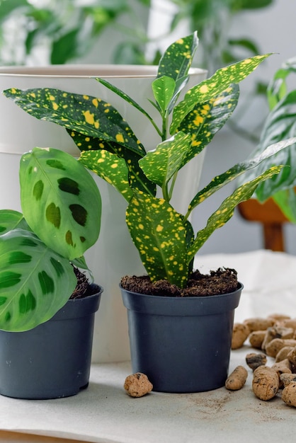 Preparato per il trapianto di piante giovani di codiaeum gold sun e calathea maranta