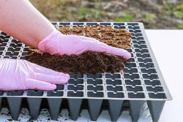 Preparato per la semina di semi di peperone in cassette di plastica per piantine riempite con terriccio di humus.