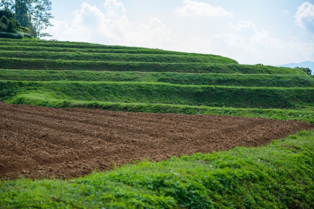 Preparazione del terreno per piantare la Green Tea Farm