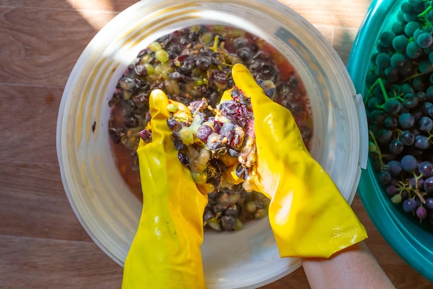 Preparazione del vino Una donna pigia l'uva nera Isabella con le mani spremendo il succo