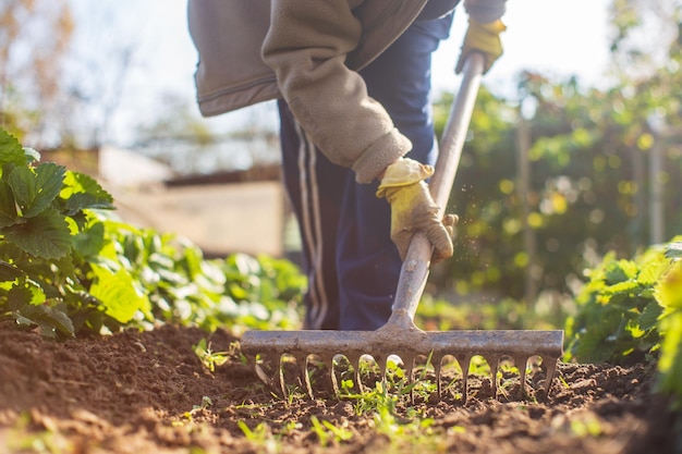 Preparazione di un campo agricolo per piantare frutta e verdura di stagione in primavera Concetto di lavoro stagionale in giardino