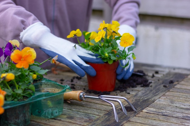 Preparazione e trapianto di fiori viola gialli nel giardino che piantano giardinaggio