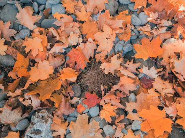 Presenta una trama autunnale con foglie d'acero gialle erba e ciottoli