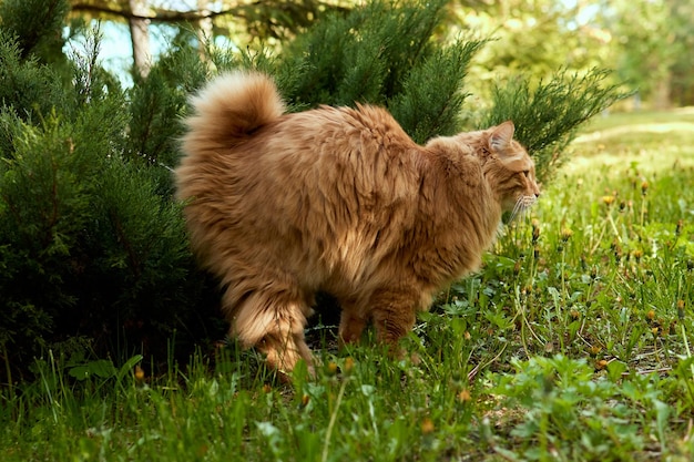 Pretty Cat segna il suo territorio nel giardino