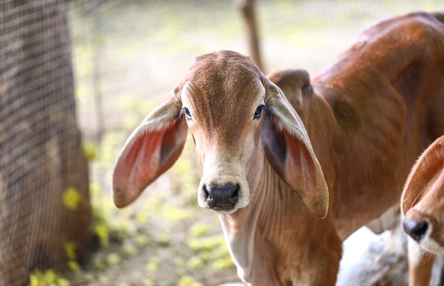 Pretty Little Baby Cow o Vitello su terreni agricoli