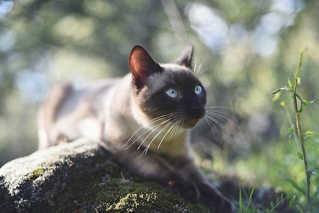 Prezioso gatto siamese che osserva nella foresta