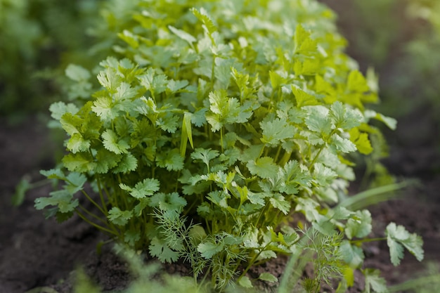 Prezzemolo giovane verde nell'orto o in azienda Raccolto primaverile Verdure e verdure sane