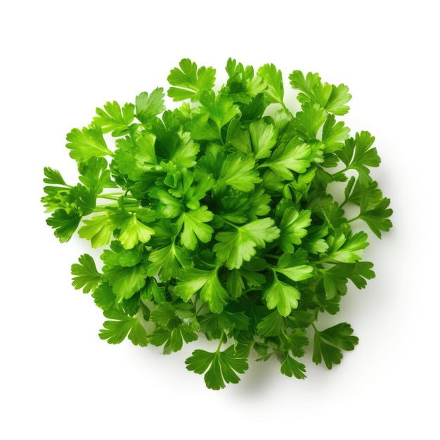 Prezzemolo Microgreen Petroselinum crispum isolato IA generativa