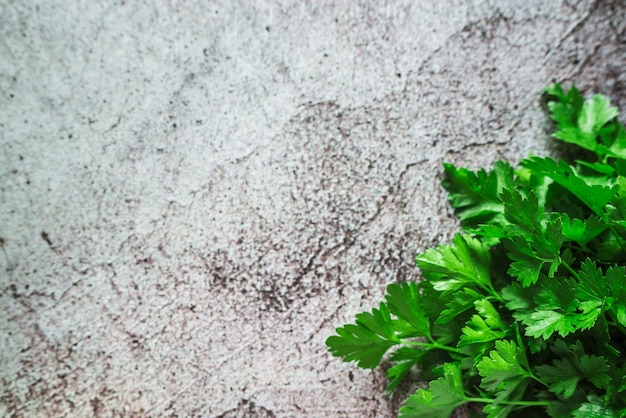 Prezzemolo profumato fresco verde su sfondo grigio 4