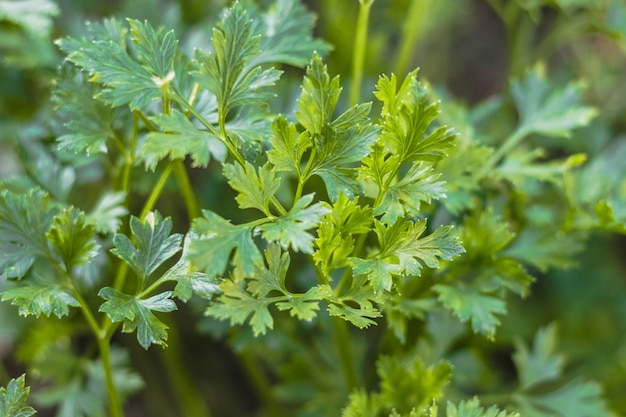 Prezzemolo verde che cresce nel giardino. Primo piano delle foglie fresche del prezzemolo. Fragrante erba commestibile.