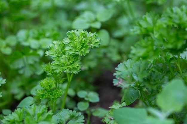 Prezzemolo verde in giardino con messa a fuoco selettiva e sfondo sfocato