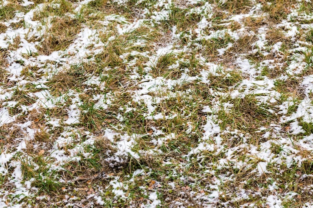 Prima neve adagiata su erba verde e foglie autunnali