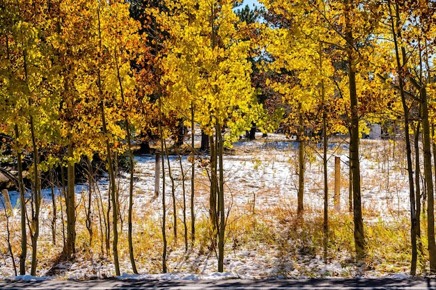 Prima neve che cambia stagione e alberi autunnali