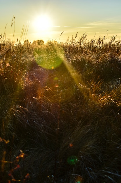 Prima neve in campo al tramonto