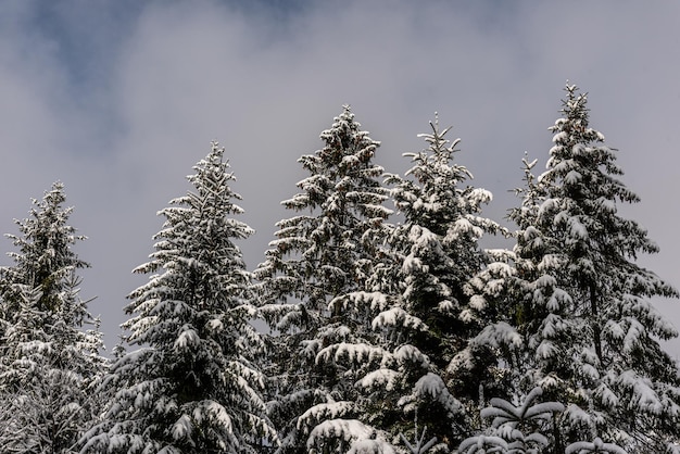 Prima neve in montagna