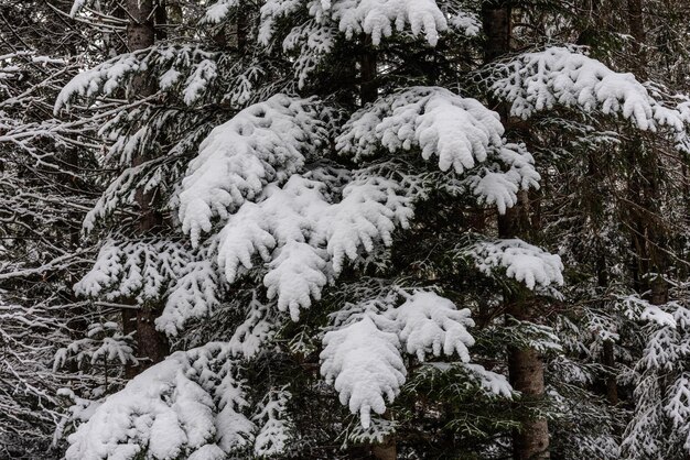 Prima neve in montagna