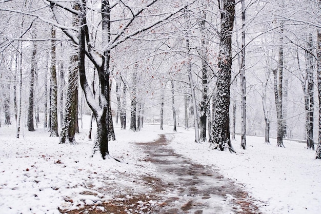 Prima neve nel parco cittadino