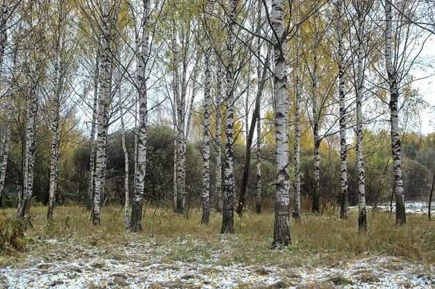 prima neve nel parco vista astratta del nuovo anno