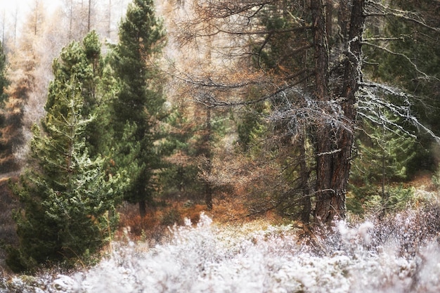Prima neve nella foresta d'autunno. Altai, Siberia, Russia. Bellissimo paesaggio invernale. Bosco selvaggio con pini e larici