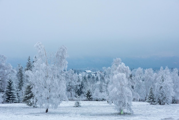 Prima neve nella foresta Rime e ghiaccio ricoperto alberi e piante naturali