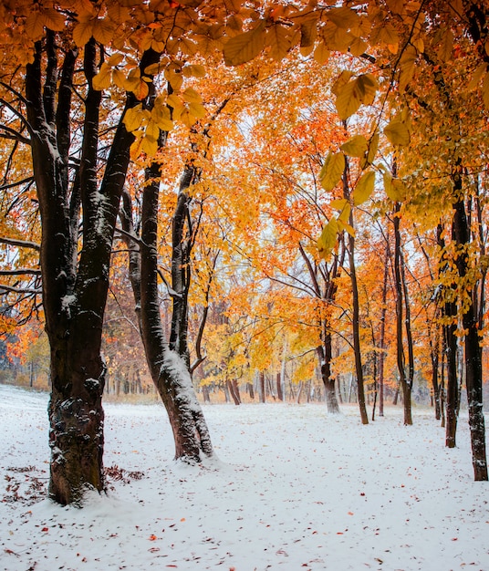 Prima neve nella foresta.