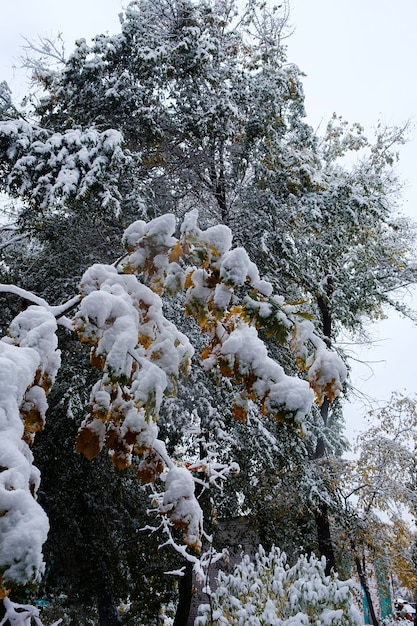 Prima neve sui rami degli alberi e sulle foglie autunnali delle strade della città