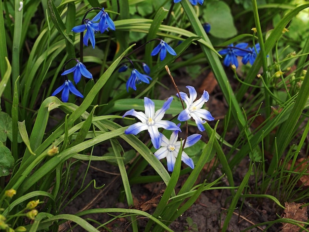 Prima primavera Fiore fiore blu Chionodoxa