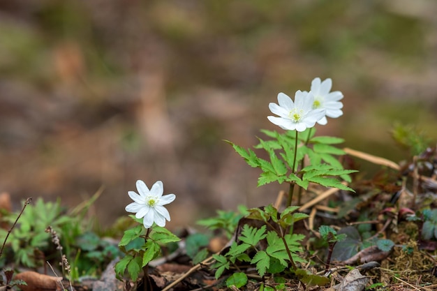 Prima primavera fiorisce gli anemoni di legno nel primo piano della foresta