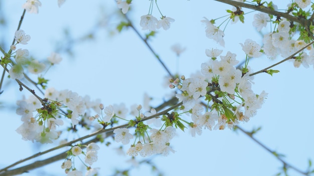 Prima primavera prunus avium fioritura di ciliegio fioritura del ciliegio dolce in primavera da vicino