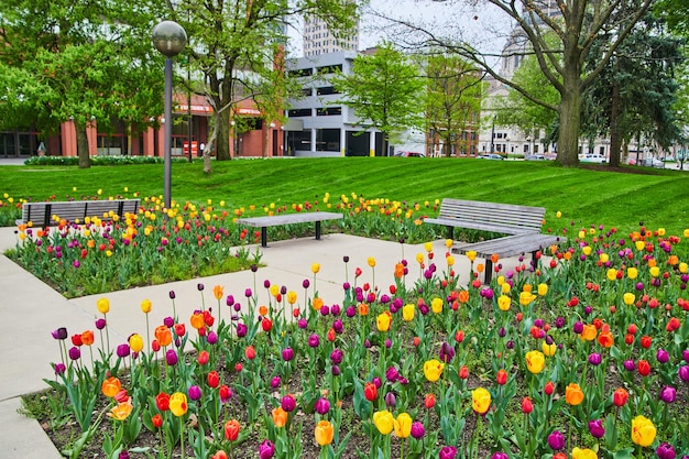 Primavera a Freimann Square nel centro cittadino di Fort Wayne Indiana con un colorato giardino di tulipani