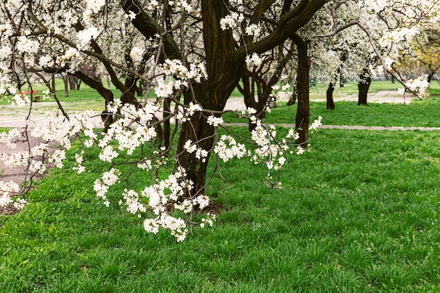 Primavera alberi in fiore nel parco Un ramo di un albero in fiore su uno sfondo di alberi ed erba verde