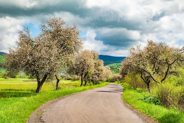 Primavera alberi vicino alla strada su uno sfondo di montagne Paesaggio primaverile campagna