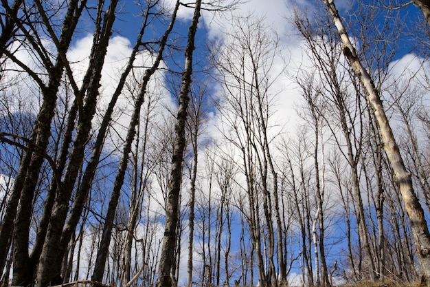 Primavera alberi