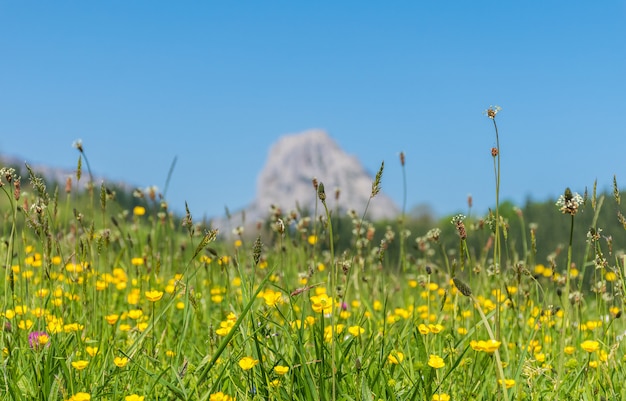 Primavera allo stato puro, nei Paesi Baschi